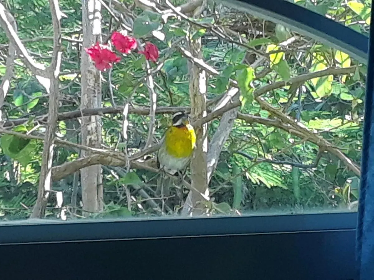 The Yellow House: Fully Equipped, Spectacular Beach View Vila Manati 0*,