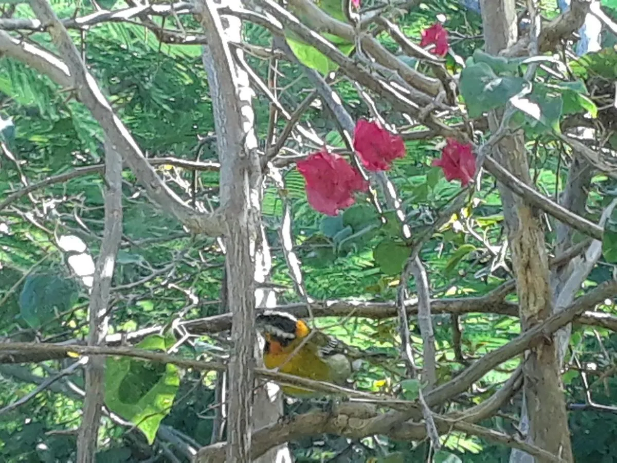 The Yellow House: Fully Equipped, Spectacular Beach View Vila Manati 0*,  Porto Rico