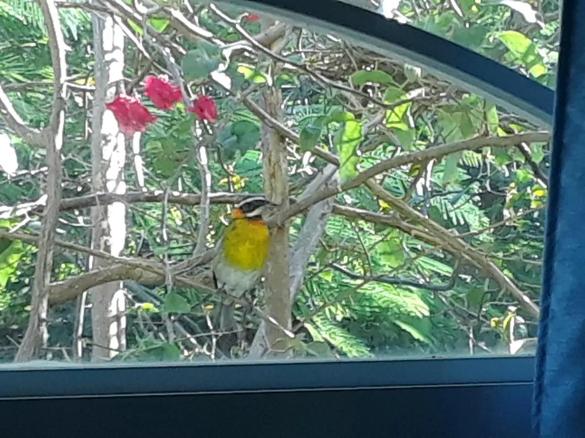 The Yellow House: Fully Equipped, Spectacular Beach View Vila Manati 0*,